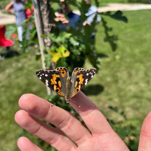 Butterflies for Caleb